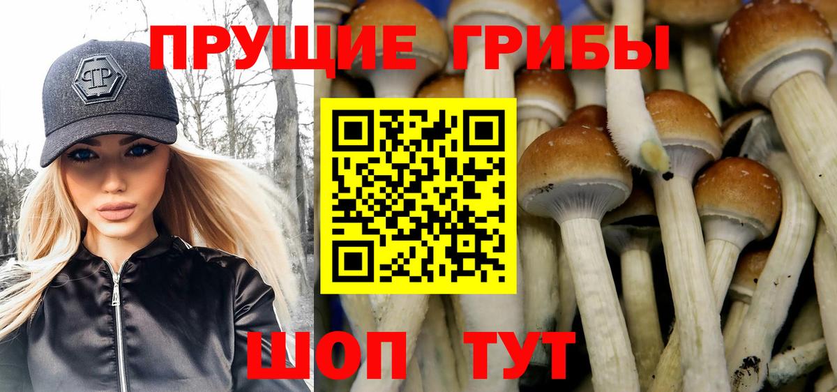 Псилоцибиновые грибы Cubensis  Псилоцибиновые грибы Cubensis  Горно-Алтайск  Вход с VPN 